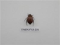 藏品(金龜子科)的圖片